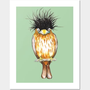 Brahminy starling Posters and Art